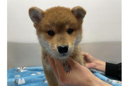 成約済の岡山県の柴犬-163968の2枚目