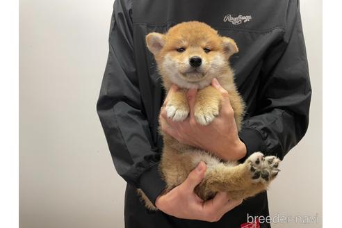 成約済の岡山県の柴犬-163968の3枚目