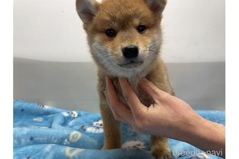 成約済の岡山県の柴犬-163968の1枚目