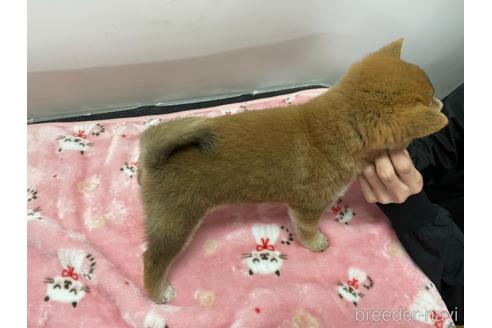 成約済の岡山県の柴犬-163970の4枚目