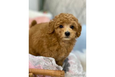 成約済の福岡県のトイプードル-163967の2枚目