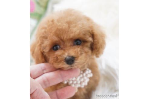 成約済の福岡県のティーカッププードル-163542の1枚目