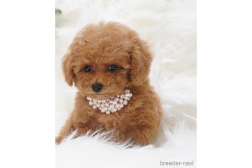 成約済の福岡県のティーカッププードル-163542の3枚目