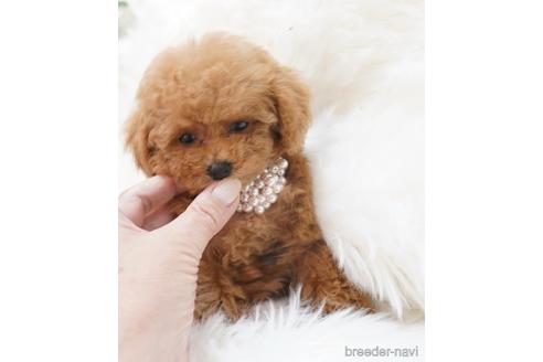 成約済の福岡県のティーカッププードル-163542の2枚目