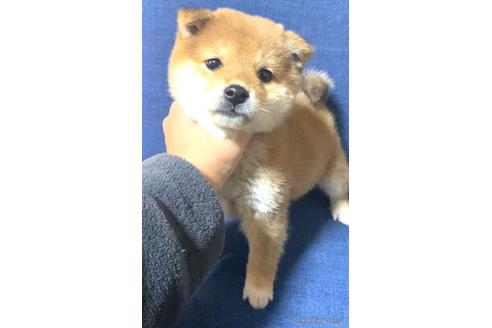 成約済の茨城県の豆柴-163035の2枚目
