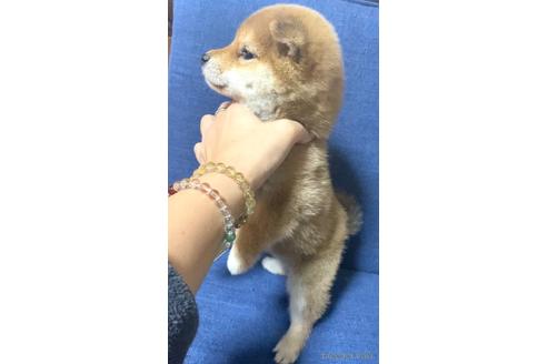 成約済の茨城県の豆柴-163035の4枚目