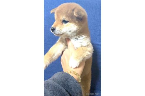 成約済の茨城県の豆柴-163035の5枚目