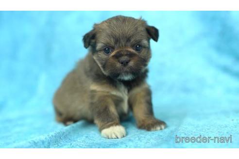 成約済の東京都のミックス犬-164004