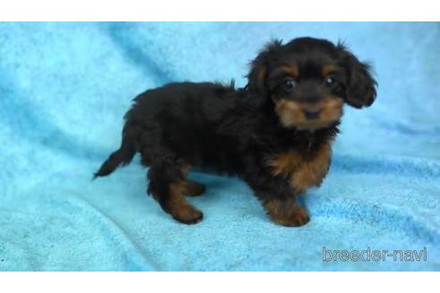 成約済の東京都のミックス犬-164005の1枚目