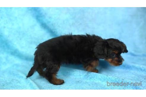 成約済の東京都のミックス犬-164005の2枚目