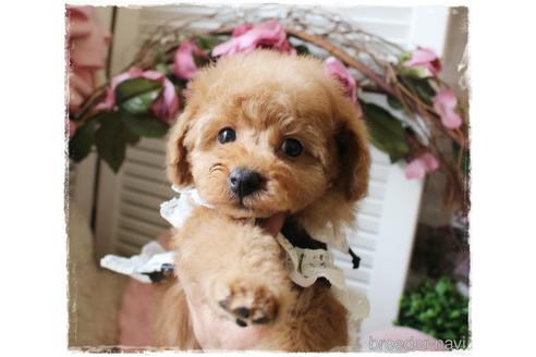 成約済の岡山県のトイプードル-162414の1枚目