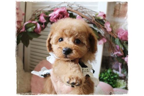 成約済の岡山県のトイプードル-162414の3枚目