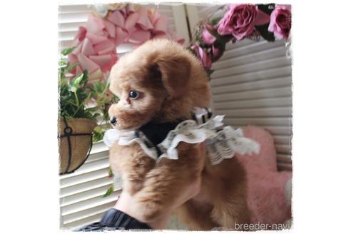 成約済の岡山県のトイプードル-162414の2枚目