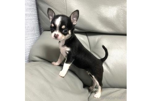 成約済の徳島県のチワワ(スムースコート)-161199の6枚目