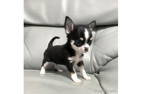 成約済の徳島県のチワワ(スムースコート)-161199の5枚目