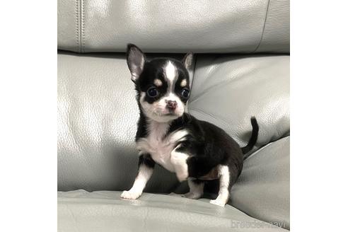 成約済の徳島県のチワワ(スムースコート)-161199の4枚目