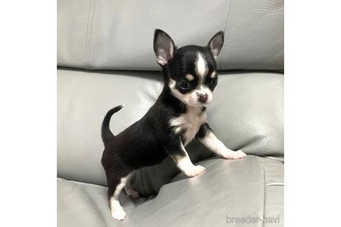 成約済の徳島県のチワワ(スムースコート)-161199の3枚目