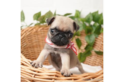 成約済の愛媛県のパグ-163423の1枚目