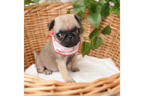 成約済の愛媛県のパグ-163423の2枚目