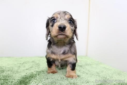 成約済の群馬県のミニチュアダックスフンド(ロングヘアード)-163121の8枚目