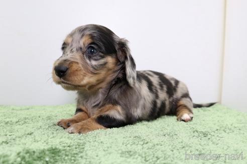 成約済の群馬県のミニチュアダックスフンド(ロングヘアード)-163121の9枚目