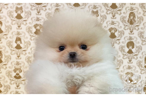 成約済の愛知県のポメラニアン-164062の1枚目