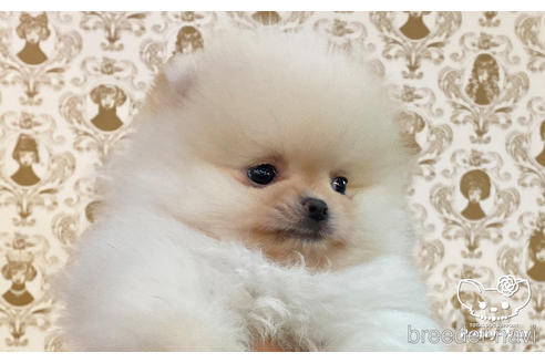 成約済の愛知県のポメラニアン-164062の5枚目