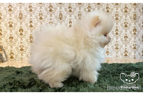 成約済の愛知県のポメラニアン-164062の2枚目