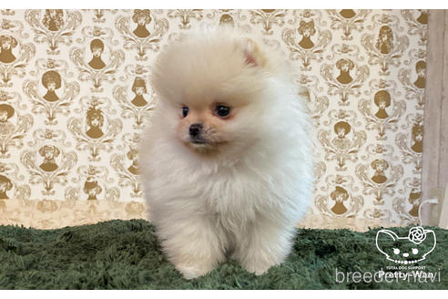 成約済の愛知県のポメラニアン-164062の3枚目