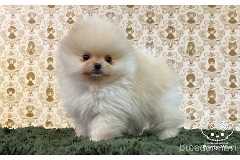 成約済の愛知県のポメラニアン-164062の4枚目