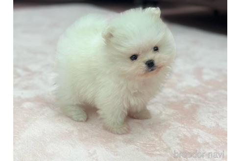 成約済の香川県のポメラニアン-164068の3枚目