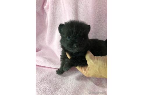 成約済の京都府のポメラニアン-164072の4枚目