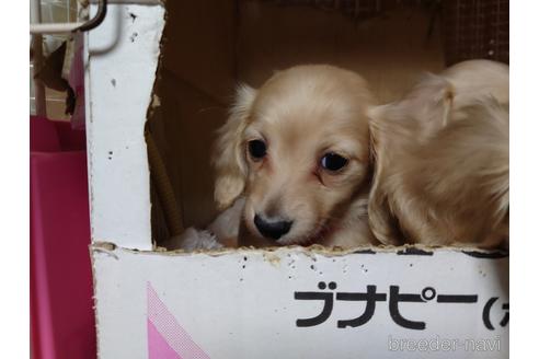 成約済の広島県のミニチュアダックスフンド(ロングヘアード)-161098の3枚目