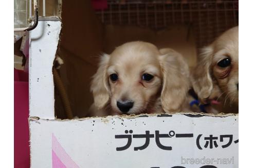 成約済の広島県のミニチュアダックスフンド(ロングヘアード)-161098の2枚目