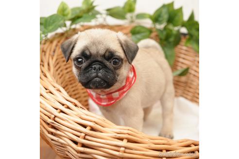 成約済の愛媛県のパグ-162966の1枚目
