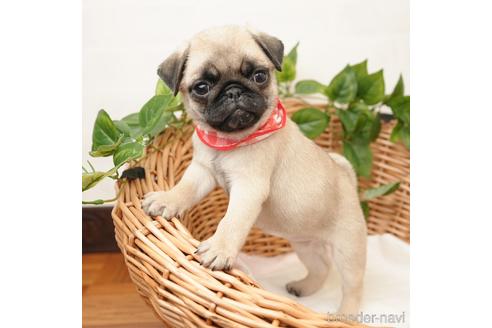 成約済の愛媛県のパグ-162966の3枚目