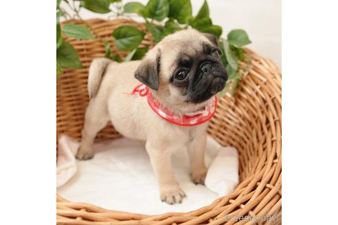 成約済の愛媛県のパグ-162966の2枚目