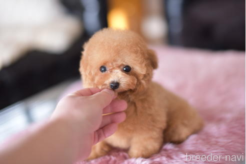 成約済の茨城県のティーカッププードル-158607の1枚目