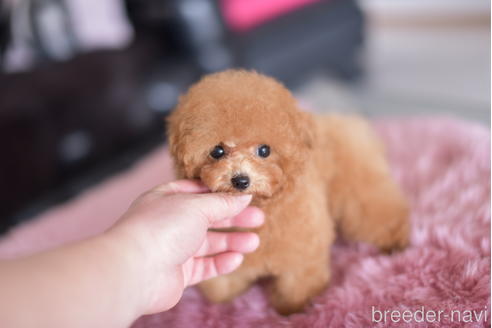 成約済の茨城県のティーカッププードル-158607の5枚目