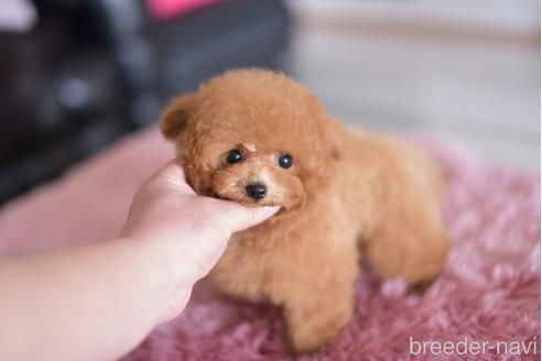 成約済の茨城県のティーカッププードル-158607の4枚目