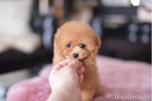 成約済の茨城県のティーカッププードル-158607の3枚目