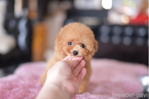 成約済の茨城県のティーカッププードル-158607の2枚目