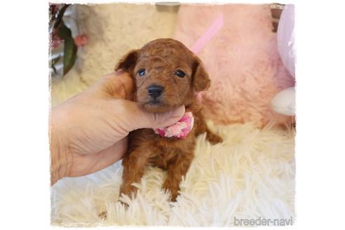 成約済の岡山県のタイニープードル-164097の3枚目