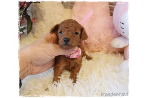 成約済の岡山県のタイニープードル-164097の2枚目