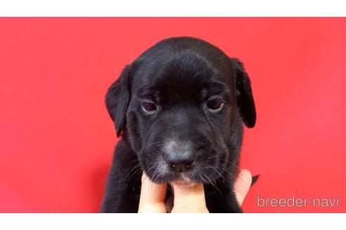 沖縄県のミックス犬 女の子 21 12 14生まれ ラブラドール寄りのスタイル 子犬id ブリーダーナビ