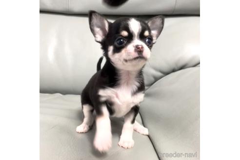 成約済の徳島県のチワワ(スムースコート)-161199