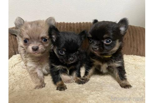 成約済の山梨県のチワワ(ロングコート)-160132の1枚目