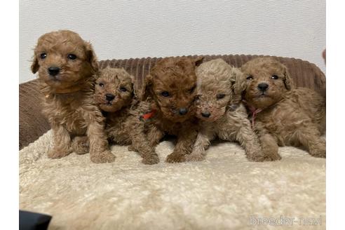 成約済の山梨県のトイプードル-161842の1枚目