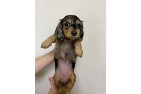 成約済の千葉県のミニチュアダックスフンド(ロングヘアード)-163037の7枚目