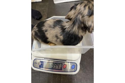 成約済の千葉県のミニチュアダックスフンド(ロングヘアード)-163037の6枚目